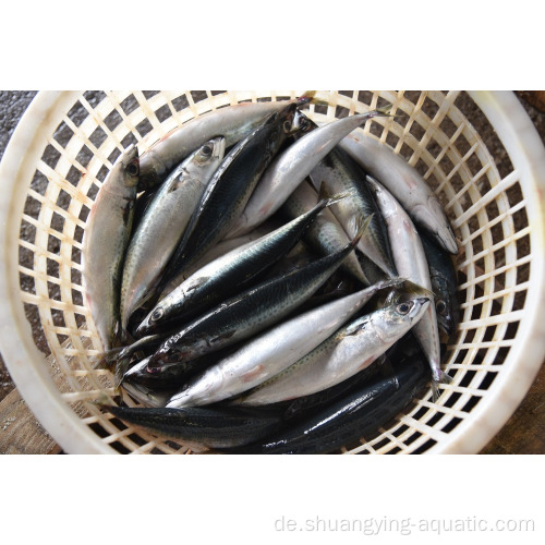 Chinesische Meeresfrüchte Pazifik gefrorener Makrele WR 300 500g